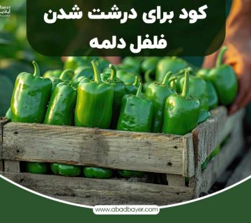 کود برای درشت شدن فلفل دلمه