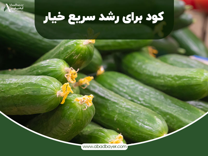 کود برای رشدسریع-خیار