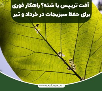 آفت تریپس یا شته راهکار فوری برای حفظ سبزیجات در خرداد و تیر
