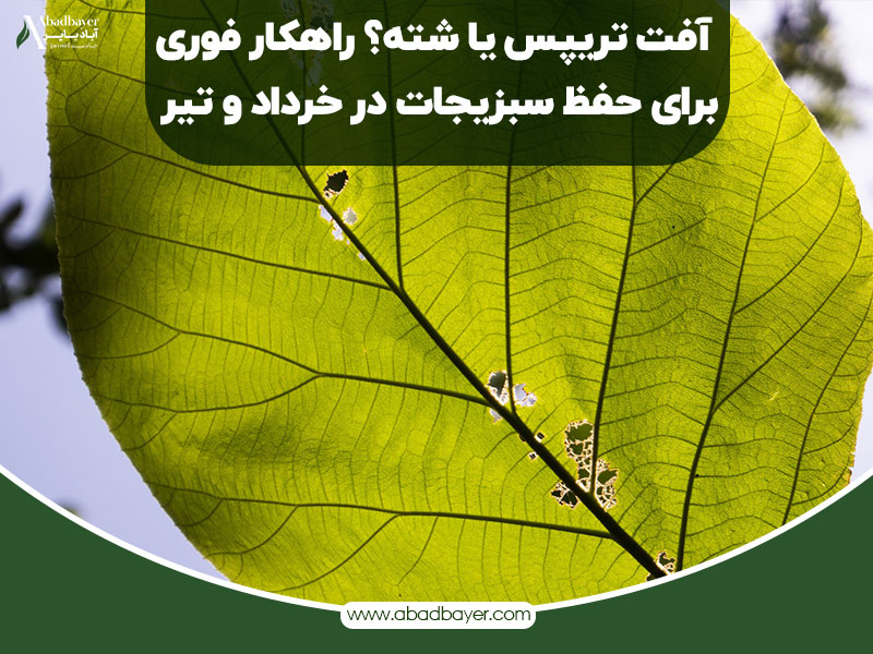 آفت تریپس یا شته راهکار فوری برای حفظ سبزیجات در خرداد و تیر