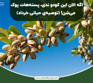اگر الان این کود را ندی پسته هات پوک میشن