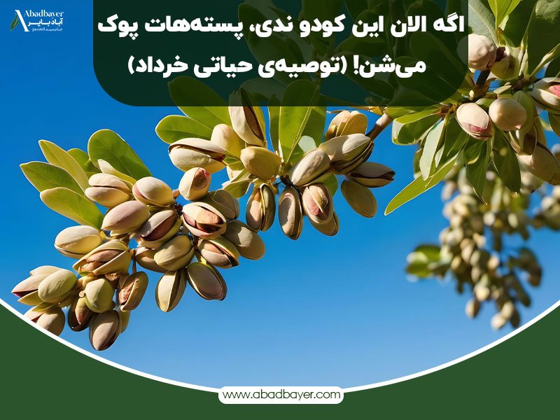 اگر الان این کود را ندی پسته هات پوک میشن
