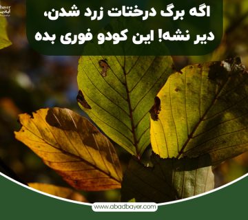 اگر برگ درختات زرد شدن دیر نشه این کود را فوری بده