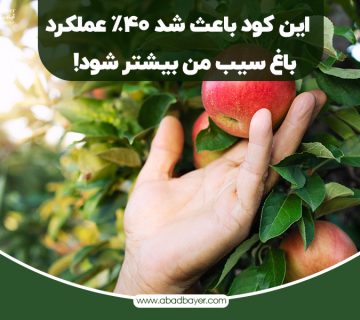این کود باعث شده چهل درصد عملکرد باغ سیب من بیشتر بشه(تجربه کشاورز)