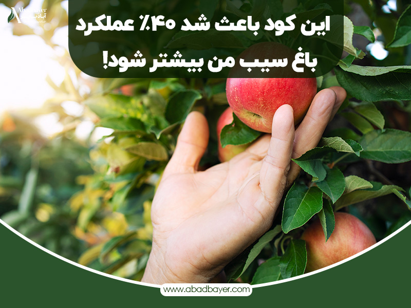 این کود باعث شده چهل درصد عملکرد باغ سیب من بیشتر بشه(تجربه کشاورز)