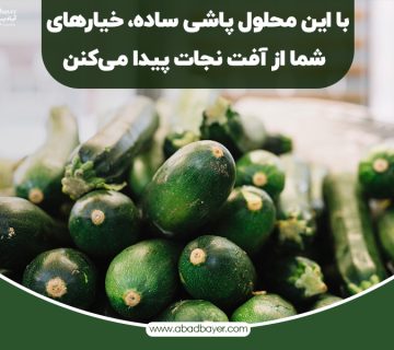 با این محلول پاشی ساده خیار های شما از آفت نجات پیدا میکنن