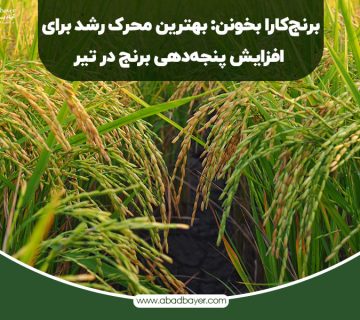 بهترین محرک رشد برای افزایش پنجه دهی برنج