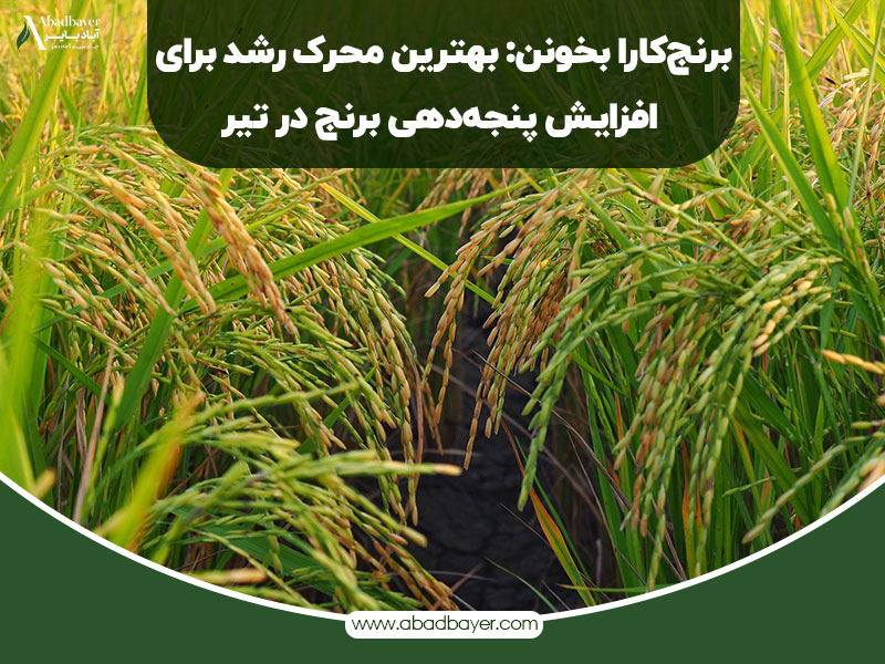 بهترین محرک رشد برای افزایش پنجه دهی برنج