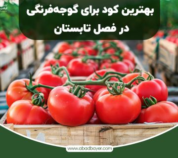 بهترین کود برای گوجه فرنگی در فصل تابستان