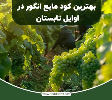 بهترین کود مایع انگور در اوایل تابستان