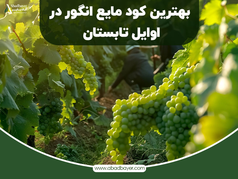 بهترین کود مایع انگور در اوایل تابستان