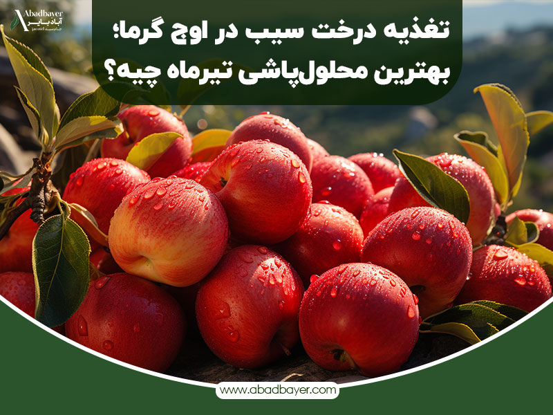 تغذیه درخت سیب در اوج گرما بهترین محلول پاشی تیر ماه چیه ؟