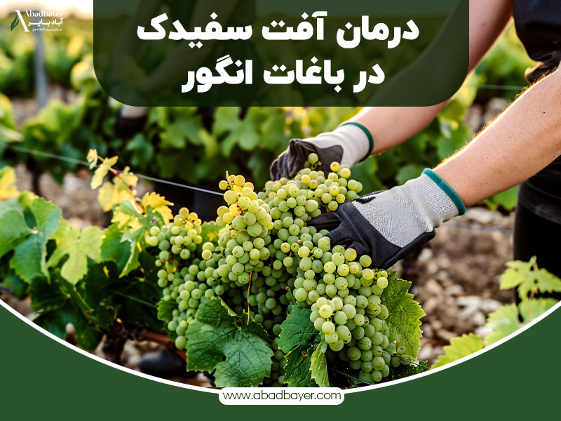 درمان آفت سفیدک در باغات انگور