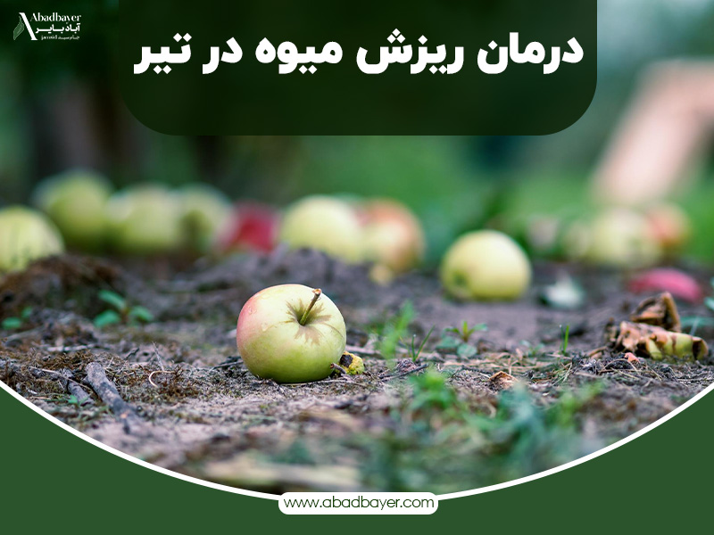 درمان ریزش میوه در تیر