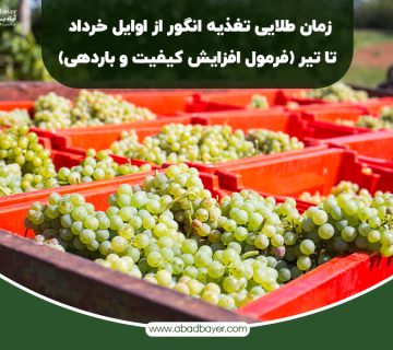 زمان طلایی تغذیه انگور از اوایل خرداد تا تیر
