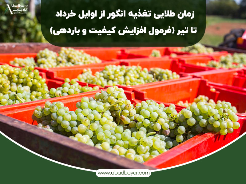 زمان طلایی تغذیه انگور از اوایل خرداد تا تیر