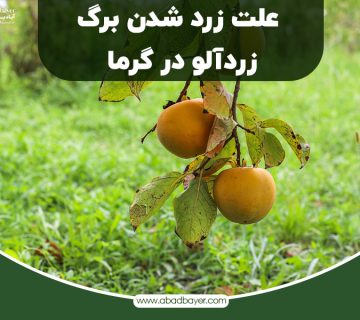 علت زرد شدن برگ زرد آلو در گرما