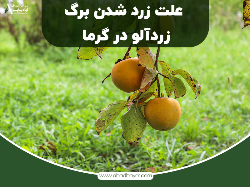 علت زرد شدن برگ زرد آلو در گرما