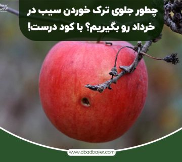 چطور جلوی ترک خوردن سیب در خرداد را بگیریم