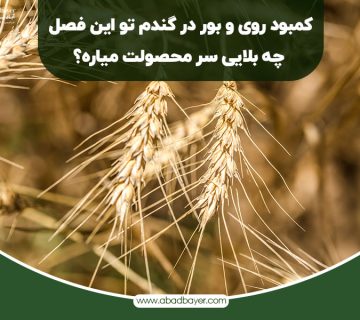 کمبود روی و بور در گندم توی این فصل چه بلایی سر محصولت میاره