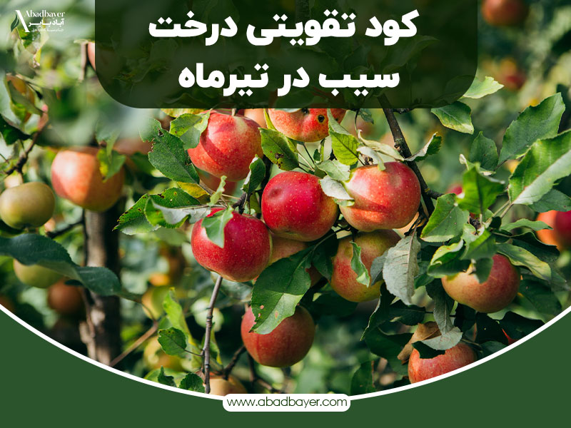 کود تقویتی درخت سیب در تیر ماه