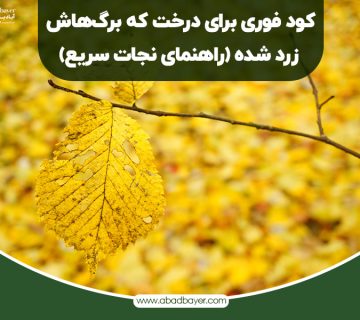 کود فوری برای درخت که برگ هاش زرد شده