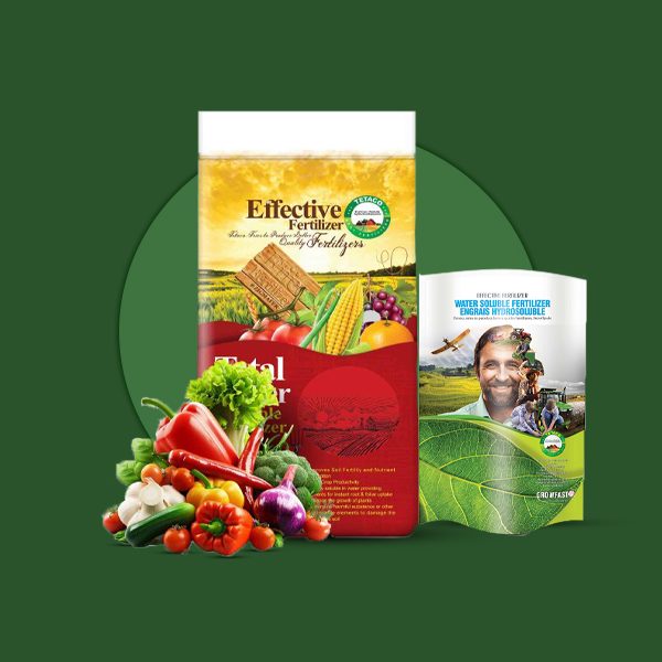 NPK 12-12-36 تتاکو