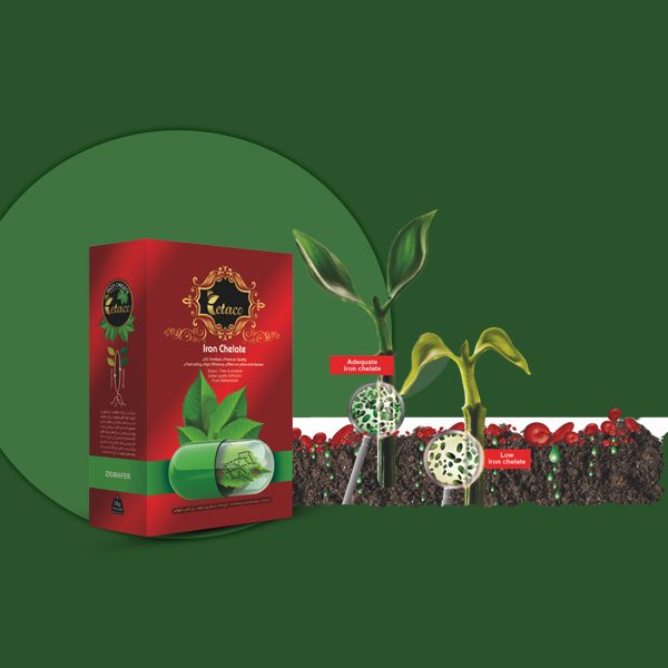 کلات اهن 6درصد