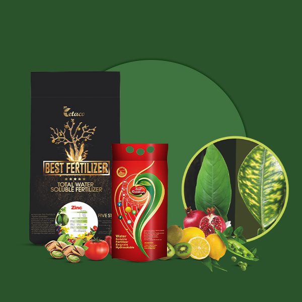 کلات روی 17 درصد تتاکو