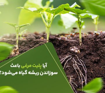 آیا پلیت مرغی باعث سوزاندن ریشه گیاه می شود