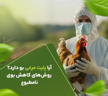 آیا پلیت مرغی بو دارد روش کاهش بوی نا مطلوب