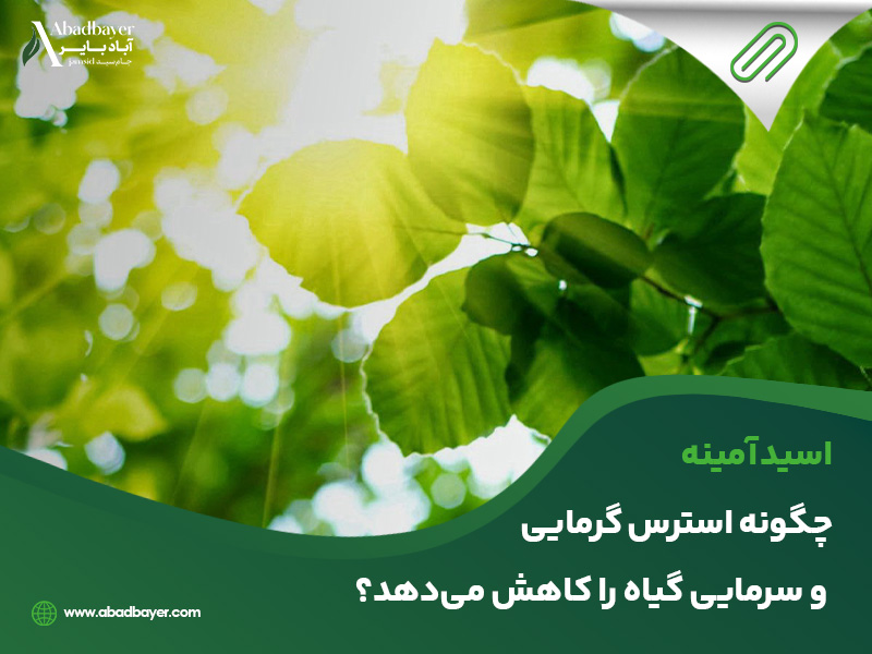 اسید آمینه چگونه استرس گرمایی و سرمایی گیاه را کاهش می دهد؟