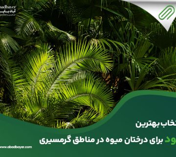 انتخاب بهترین کود برای درختان میوه در مناطق گرمسیر