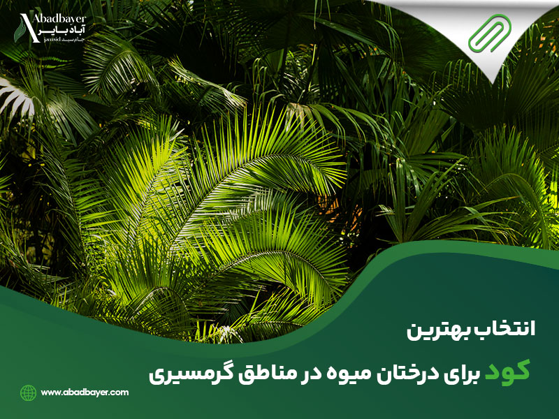 انتخاب بهترین کود برای درختان میوه در مناطق گرمسیر