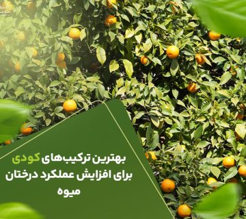 بهترین ترکیب کودی برای افزایش عملکرد درختان میوه