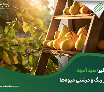  اسید آمینه بر رنگ و درشتی میوه ها 360x320