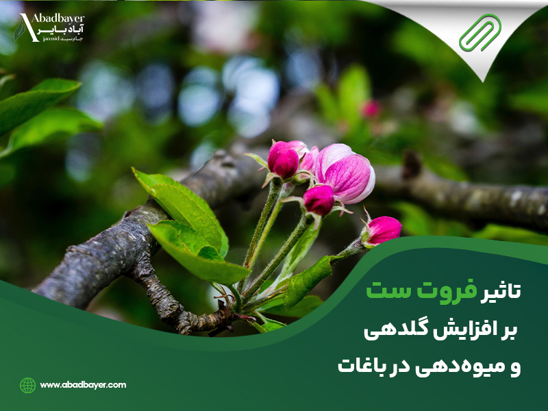 تاثیر فروت ست بر افزایش گلدهی و میوه دهی در باغات