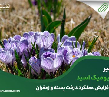 تاثیر هیومیک اسید بر افزایش عملکرد درخت پسته و زعفران
