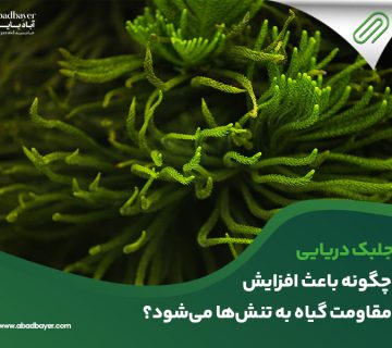 جلبک دریایی چگونه باعث افزایش مقاومت گیاه به تنش ها میشود؟