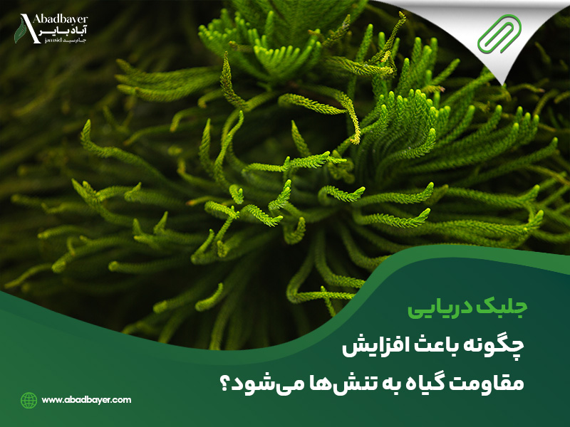 جلبک دریایی چگونه باعث افزایش مقاومت گیاه به تنش ها میشود؟