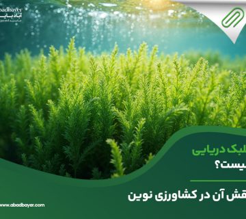  دریایی چیست ؟ 360x320