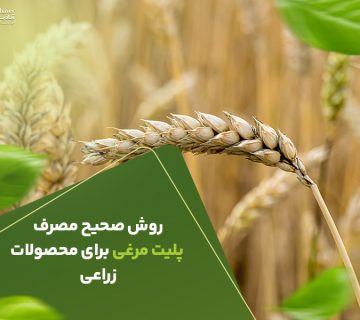 روش صحیح مصرف پلیت مرغی برای محصولات زراعی
