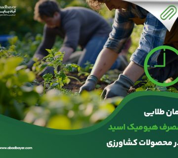 زمان طلایی مصرف هیومیک اسید در محصولات کشاورزی