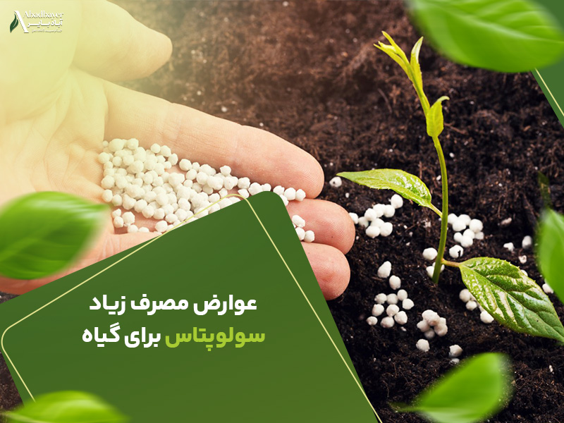 عوارض مصرف زیاد سولوپتاس برای گیاه