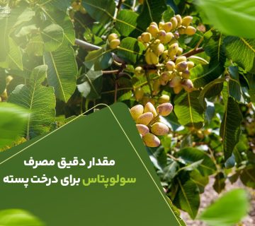 مقدار دقیق مصرف سولوئتاس برای درخت پسته