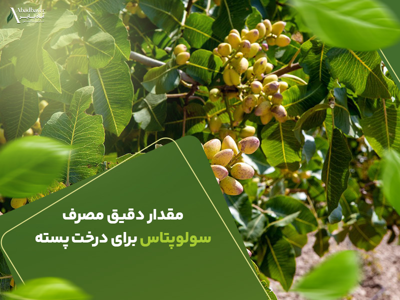 مقدار دقیق مصرف سولوئتاس برای درخت پسته