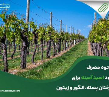 نحوه مصرف کود اسید آمینه برای درختان پسته و زیتون