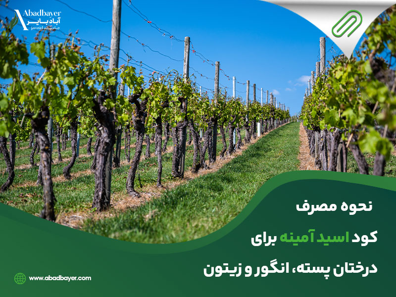 نحوه مصرف کود اسید آمینه برای درختان پسته و زیتون