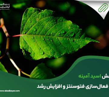 نقش اسید آمینه در فعال سازی فتوسنتز و افزایش رشد