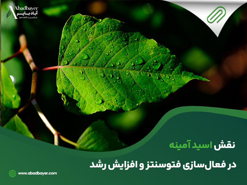 نقش اسید آمینه در فعال سازی فتوسنتز و افزایش رشد